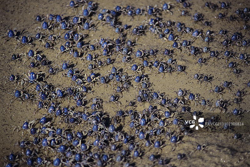 招潮蟹图片素材