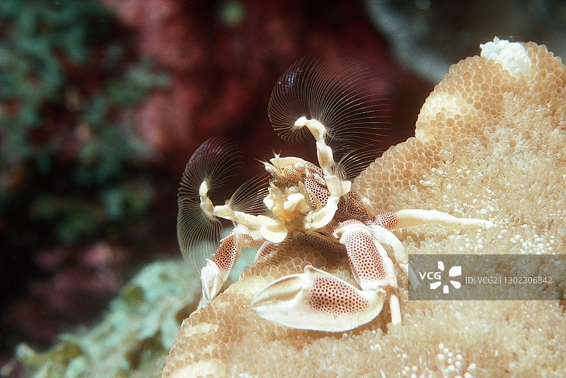 瓷蟹喂食图片素材