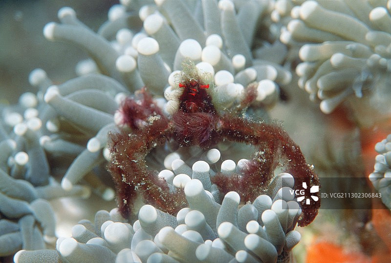 猩猩蟹图片素材