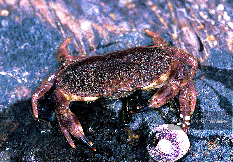 普通螃蟹图片素材