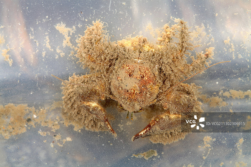 宽爪瓷蟹图片素材