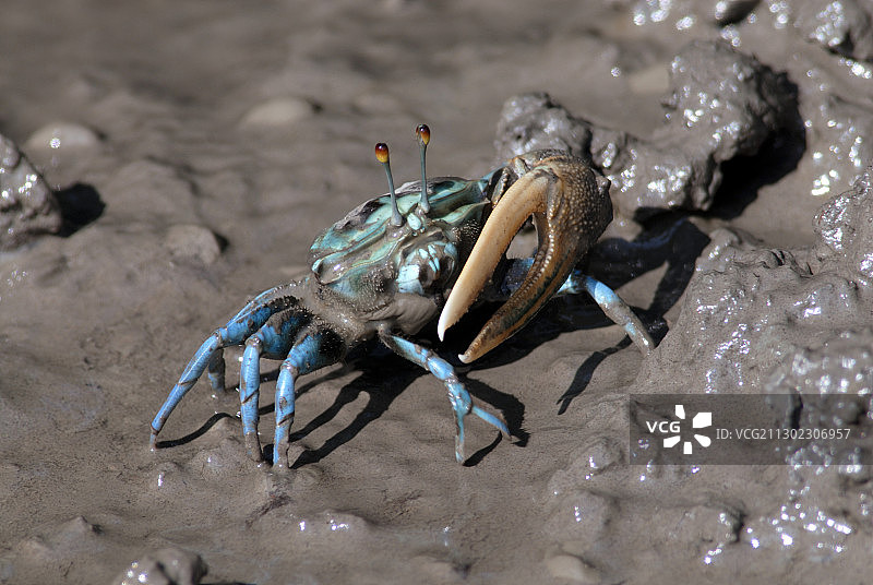 雄性招潮蟹图片素材