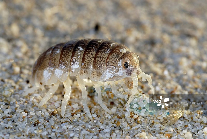 栉水虱以僧帽水母为食图片素材