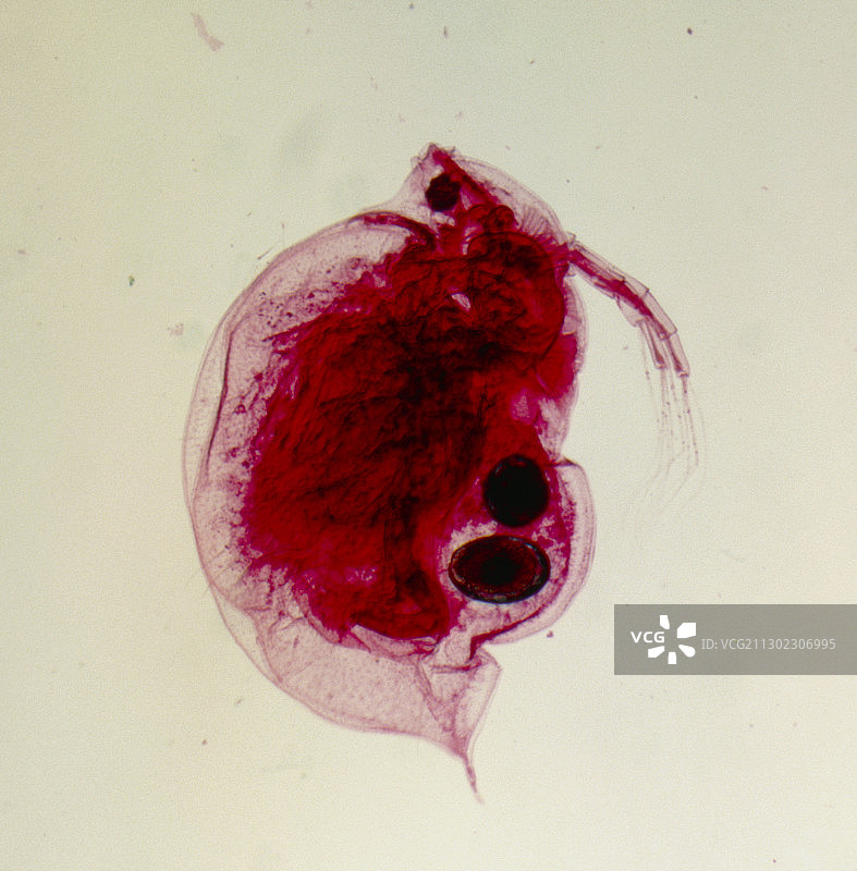 带卵的水蚤图片素材