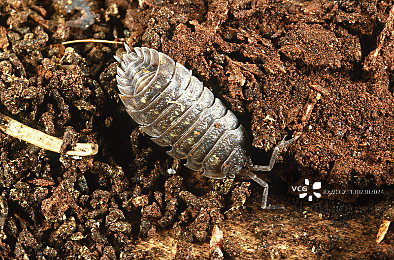 普通鼠妇图片素材