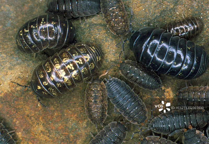 球鼠妇，俗称 pill woodlice图片素材