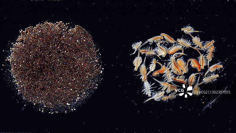 丰年虾卵和幼虫图片素材