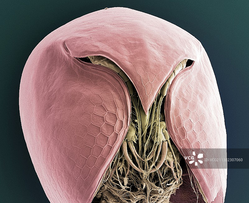 水蚤扫描电子显微镜图图片素材