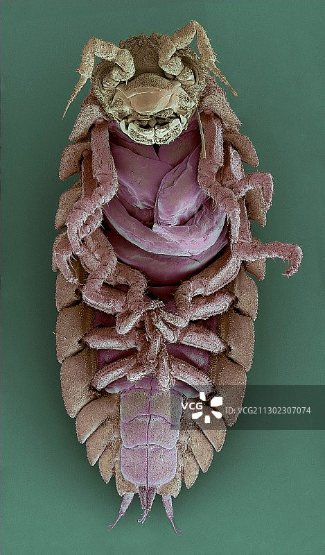 鼠妇SEM图片素材