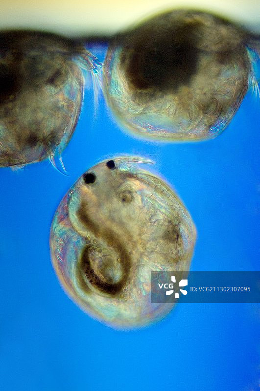 游动的鱼介形虫图片素材