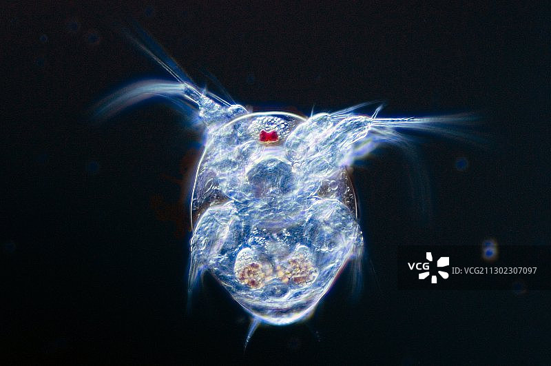 剑水蚤幼虫图片素材