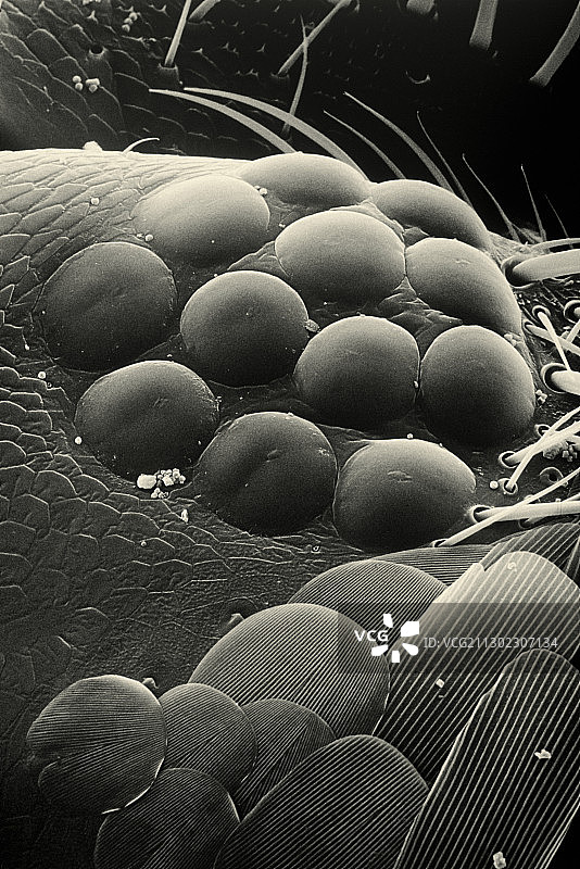 蠹鱼的眼睛，扫描电子显微镜图片素材