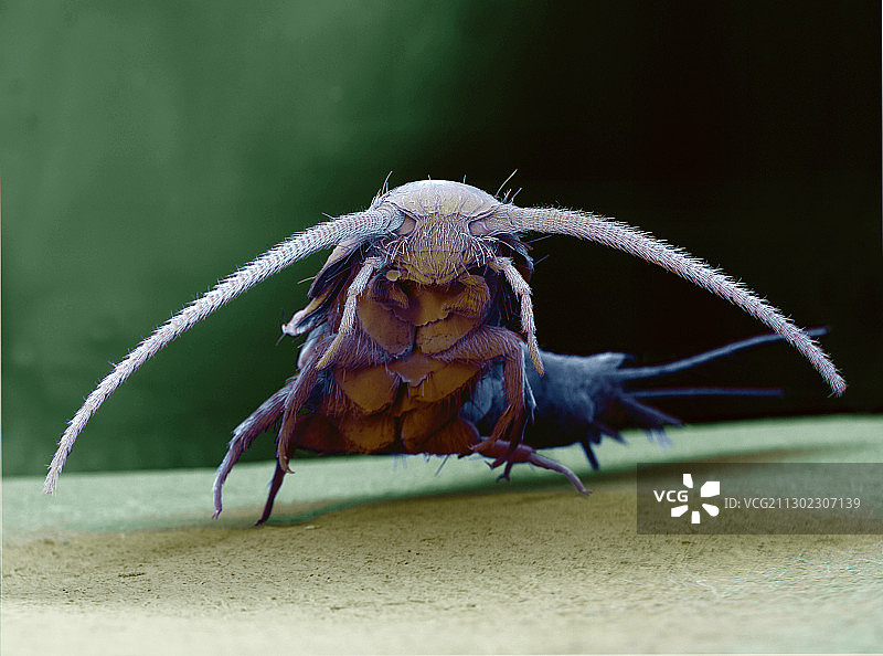 衣鱼扫描电镜图图片素材