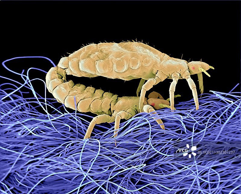 交配的人体虱（扫描电镜）图片素材