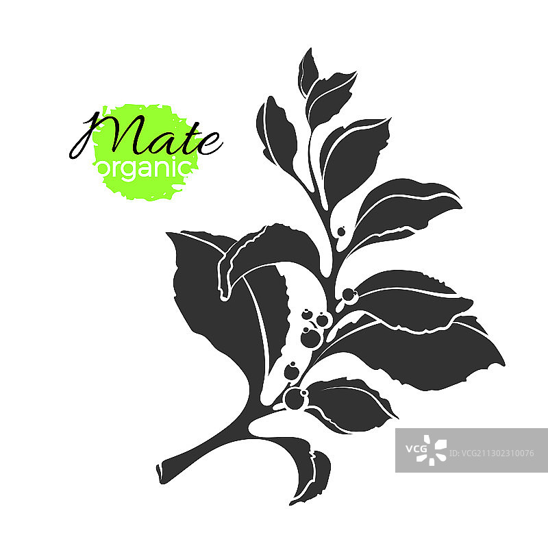 马黛茶树枝造型 2图片素材