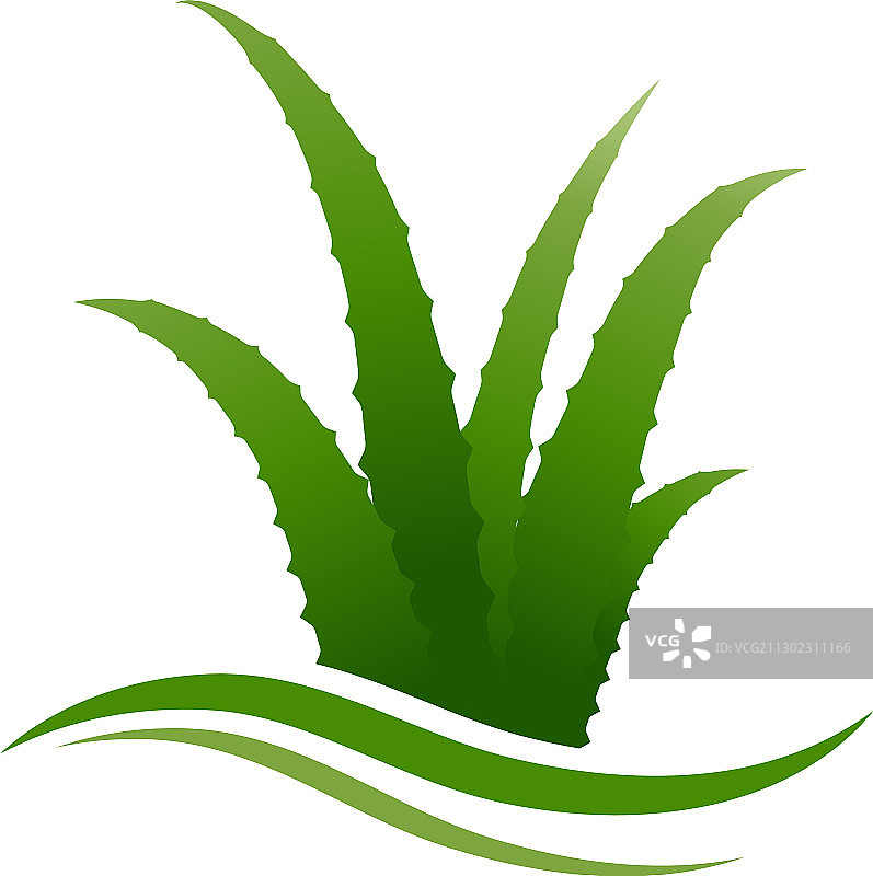 芦荟设计图片素材