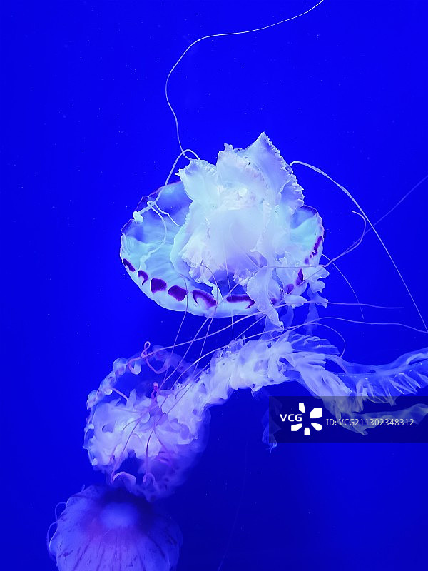 带儿子去成都双流的浩瀚立方海洋馆拍摄的图片素材