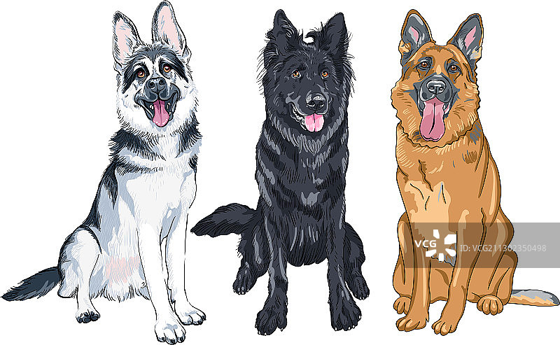 牧羊犬合集图片素材