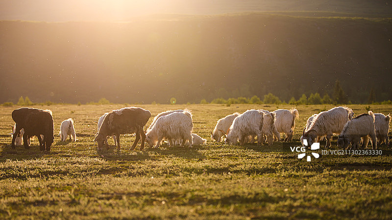 牧场生活图片素材