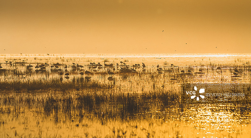 纳库鲁湖图片素材