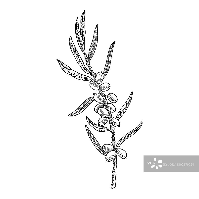 沙棘绘画作品图片素材