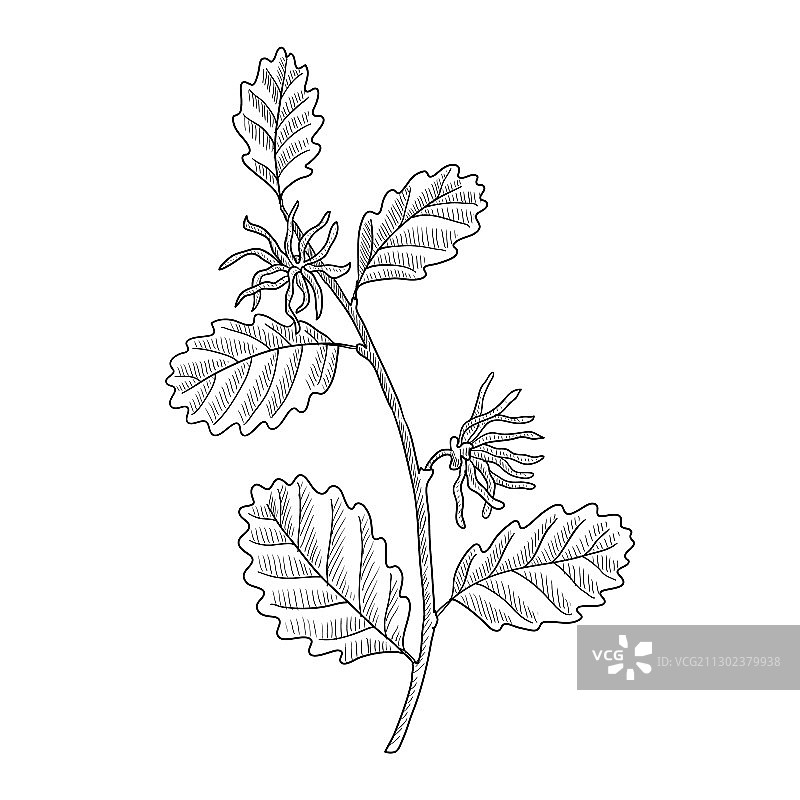 绘制金缕梅图片素材