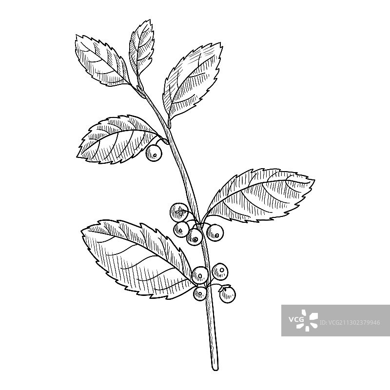 巴拉圭冬青绘画图片素材