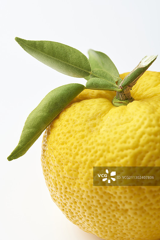 白色背景上的香橼和叶子图片素材