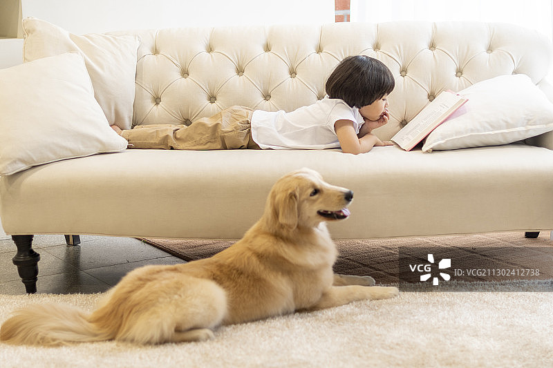 男孩趴在沙发上看书，旁边是金毛犬图片素材