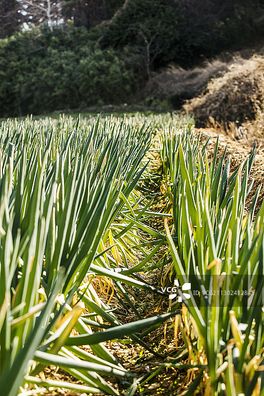 葱田特写图片素材