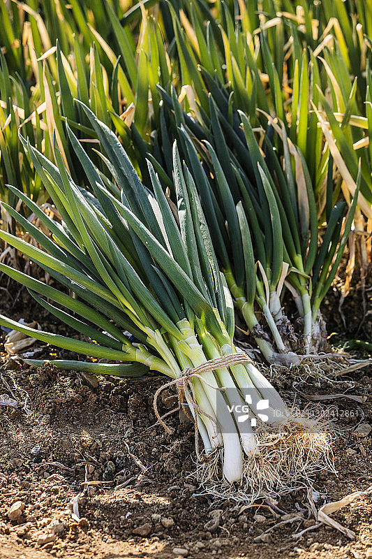 田野里的一束葱图片素材