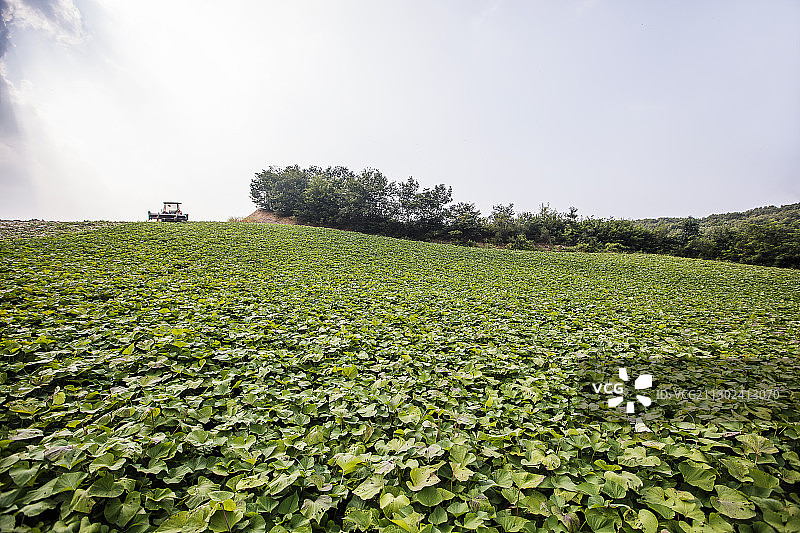红薯田景观图片素材