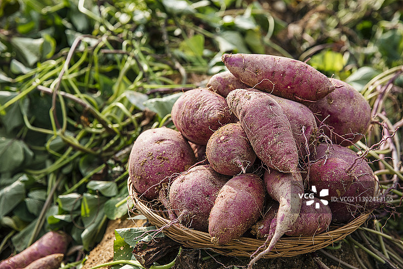 田野里木篮子里的红薯堆图片素材