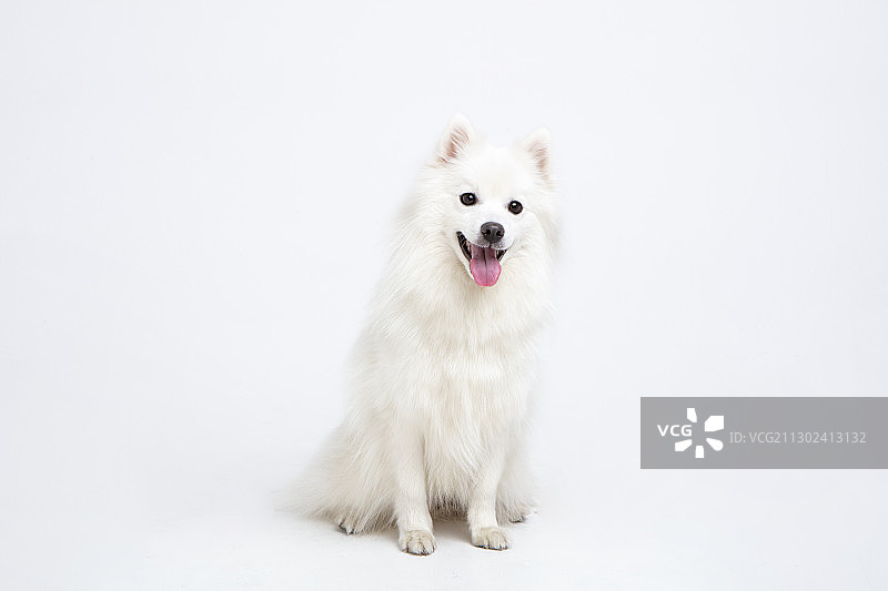 吐着舌头的尖嘴犬图片素材