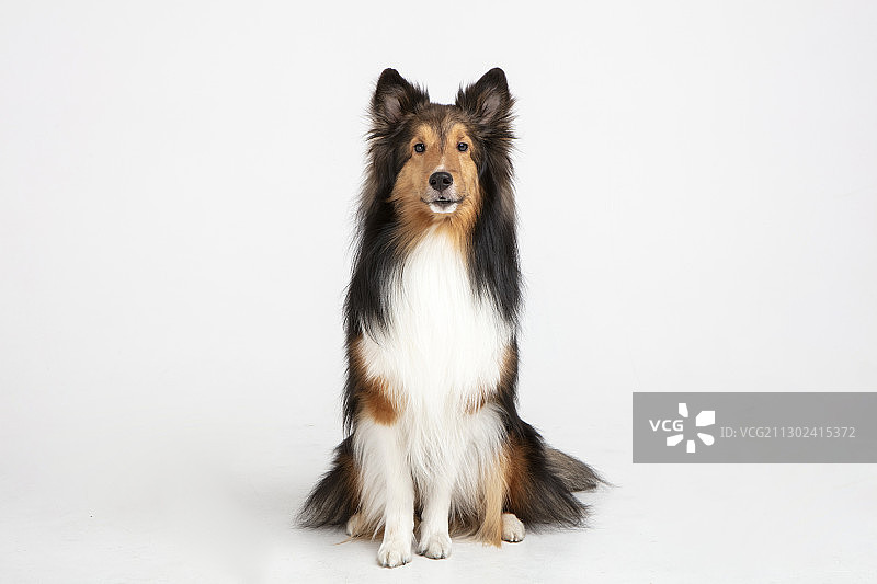 喜乐蒂牧羊犬幼犬，白色背景图片素材