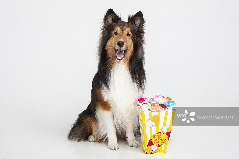 设得兰群岛牧羊犬幼犬与爆米花图片素材