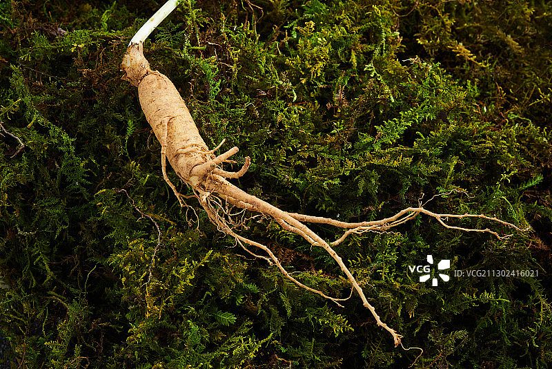 苔藓上的野山参图片素材