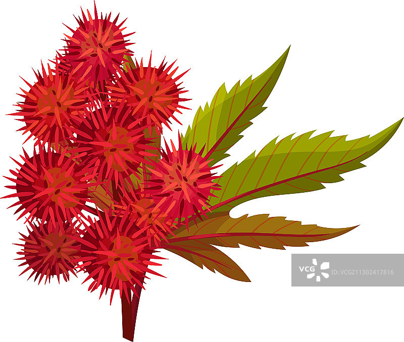 绿色掌状蓖麻或蓖麻油植物图片素材