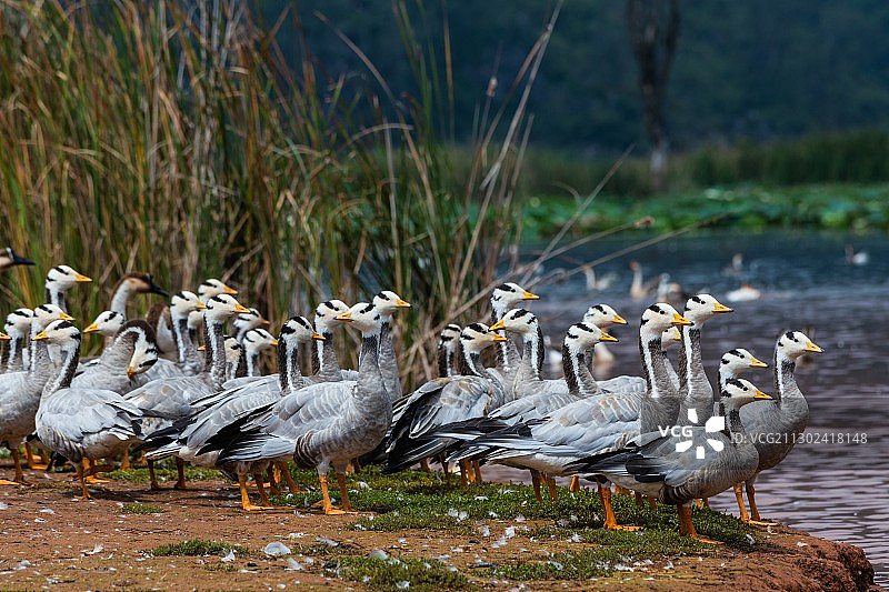 云南普者黑斑头雁图片素材
