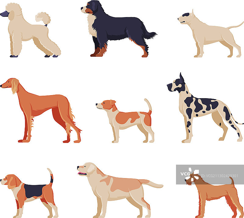 纯种比格犬和斑点狗合集图片素材