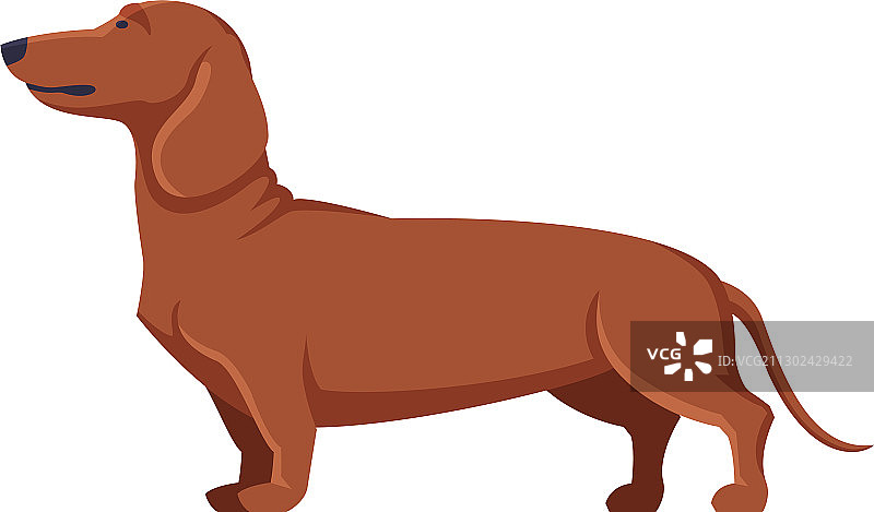 纯种腊肠犬宠物侧面照图片素材