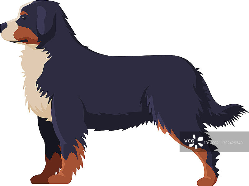 伯恩山犬纯种宠物狗动物图片素材