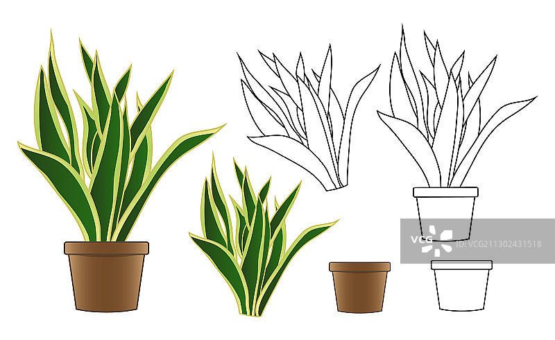 白色背景上的盆栽蛇尾兰图片素材