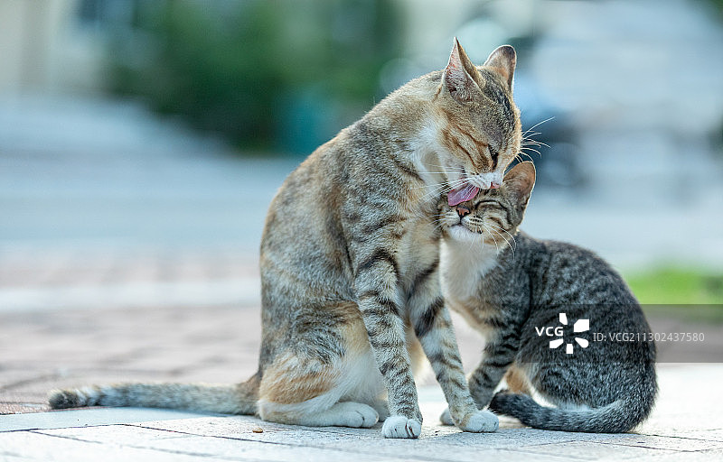 后院花园里玩耍的可爱猫眯图片素材
