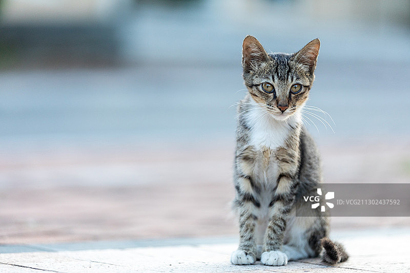 后院花园里玩耍的可爱猫眯图片素材