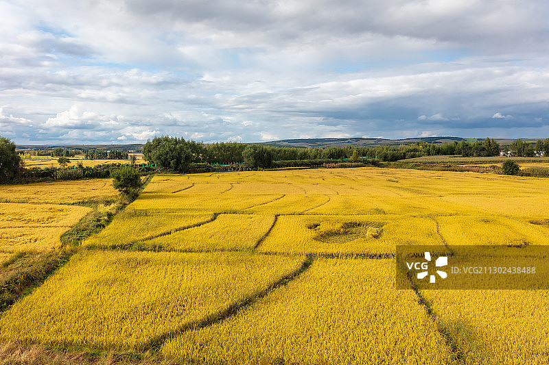 吉林松原秋季丰收的水稻田风光图片素材