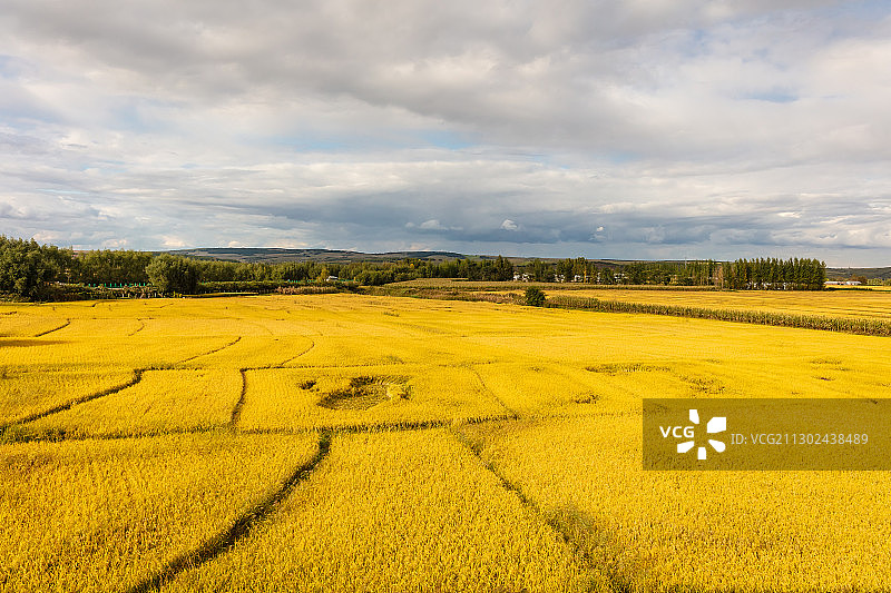 吉林松原秋季丰收的水稻田风光图片素材