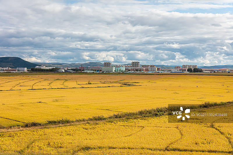 吉林松原秋季丰收的水稻田风光图片素材
