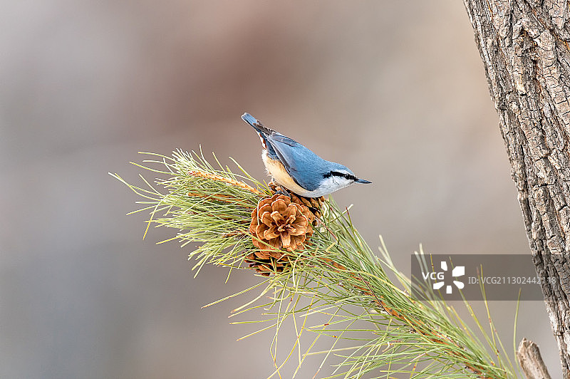 一只蓝色的小鸟图片素材