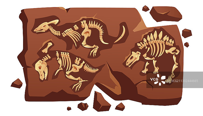 恐龙化石骨骼图片素材